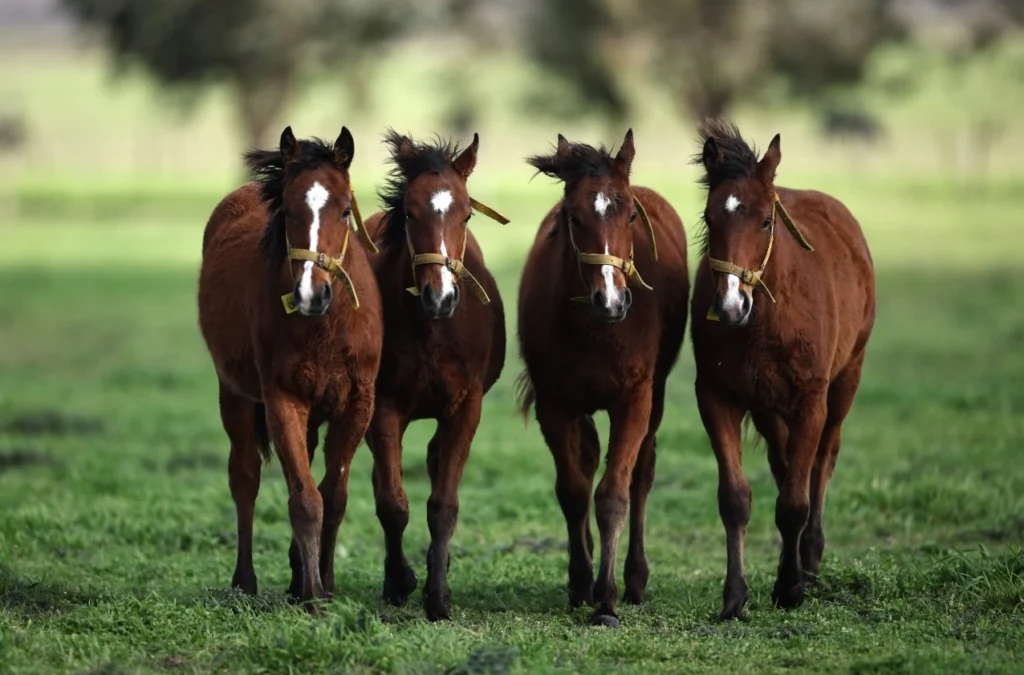 polo